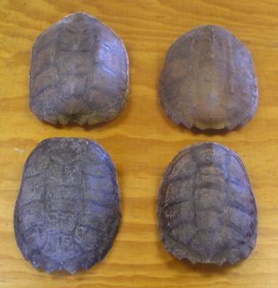  Turtle Shells Taxidermy Crafts Craft Arts Art SCA Hunting Shell