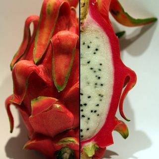 Dragon Fruit Plant Hylocereus Pitaya Strawberry Pear 3 Pot