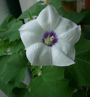 Blue Eyed Datura Discolor Moonflower Plant 50 Seeds
