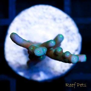 Reef Pets* Blue Deepwater Acropora Acro SPS *Live Reef Coral*