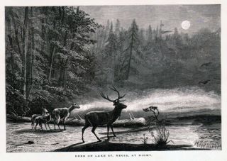 New York Adirondacks Deer on Lake St Regis 1870s Print