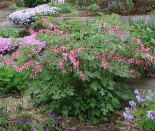 attract hummingbirds deer and pest resistant bright pink flowers