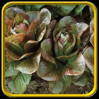  Lb   Romaine Lettuce Seeds   Rouge de Hiver Bulk Vegetable Seeds