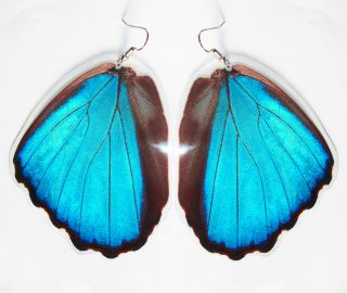 Real Butterfly Wings Earrings Morpho Didius Hindwing Plastic Laminated