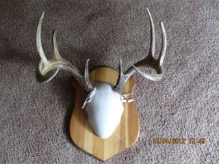 4x5 Whitetail Buck Deer Rack Antlers Horns Craft Western
