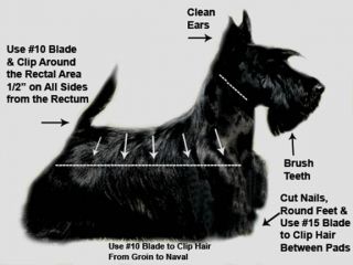 Scottish Terrier Scotty Grooming Instructions Video DVD