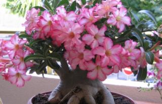  conditions desert rose can be a fast growing and stunning houseplant