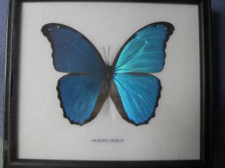 Morpho Didius Butterfly Taxidermy Framed Morphidae Blue