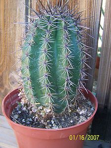  giant saguaro*** carnegia gigantea cactus plant grown in mojave desert