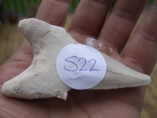 Dinosaur Age Otodus Fossil Shark Tooth Great White Shark 80mm 3 1