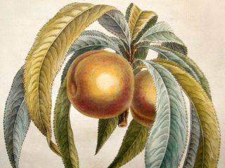 Duhamel Du Monceau 1768 Hand Col Fruit Print Pecher NAIN Peach 32