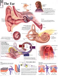 Ear Anatomy Poster Laminated 24x16 Anatomical New Chart