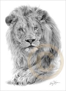 African Lion Art Pencil Drawing Print A4 Signed Edition Artwork