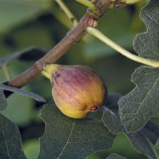 Dwarf Fig tree Chicago Hardy Ficus carica indoor outdoor seeds