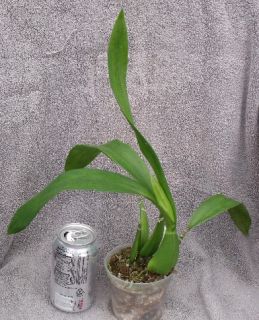 Prosthechea Cochleata Species Orchid Plant with Bloom Sheath Encyclia