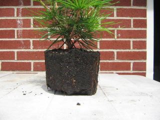 Umbrella Pine, Sciadopitys verticillata Rare   Bonsai Starter