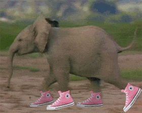 elephant_in_pink_shoes.gif