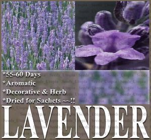 Lavender Vera Fragrant Edible Flower Herb Seeds
