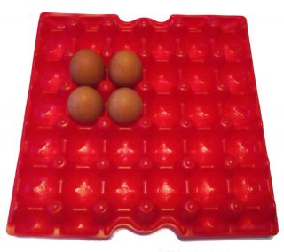 Poly Chicken Egg Carton Tray Flat Hatching Craft