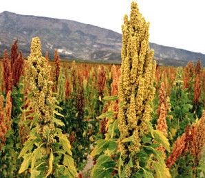 Beautiful Edible Plant and Seed Quinoa Seeds