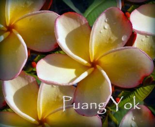 Rare & Exotic **Puang Yok** Thai Plumeria frangipani + BONUS cuttings