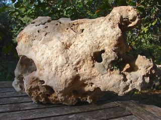 Extra Large TX Holey Limestone Cichlid Aquarium Rock 7 F