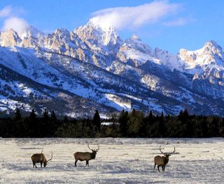 bull elk grand teton national park