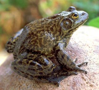 Live Bull Frog Tadpoles for Pond or Aquarium Pick Up Only