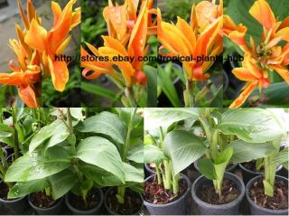 Bulbs Canna Lily Orange Fire Green Tropical Plant