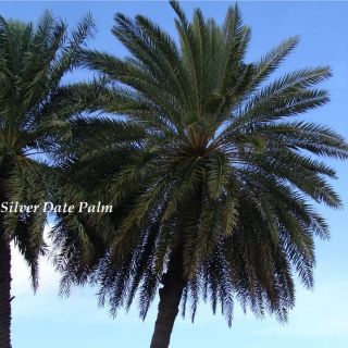  DATE Palm 5 COLD HARDY Trees Fast Growing Phoenix sylvestris 5 Plants