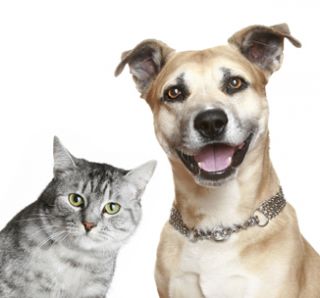 fatty acids the many benefits for your pet s well being