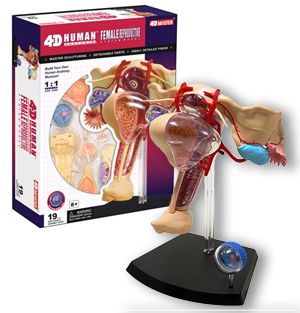 New Female Reproductive System Anatomy Model 19 Pieces
