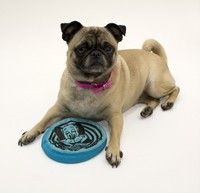 New 2 Pack 6 Flippy Flopper Dog Frisbee Toy for Small Dogs or Puppies