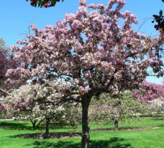 2yr Indian Summer Flowering Crabapple Tree RARE