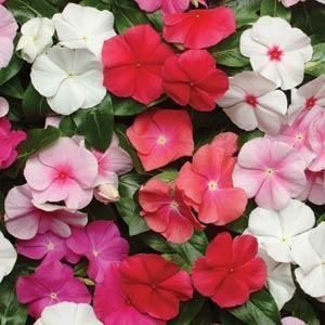 470 Vinca Pacifica XP Mix Live Flower Plants Long Summer Blooms