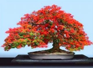 Flamboyant Tropical Bonsai tree seedlings Royal Poinciana Rare