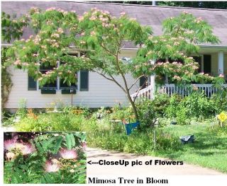 WILD MIMOSA FLOWERING TREE 25 SEEDS FOR YOU TO GROW THIS SPRING