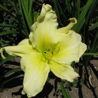 Mint Ice White DAYLILY DF Live Plants Perennial Flowers