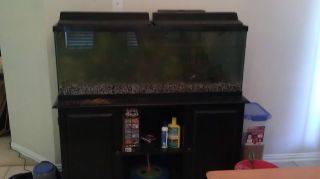40 Gallon Glass Fish Tank Aquarium w/ Black Stand. Lots of Extras