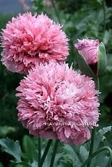 Poppy Pink Pom Poms Papaver Somniferum Annual Seeds
