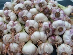 Fresh Cold Treated Garlic Seed Bulbs Ready for Planting Bonus Included