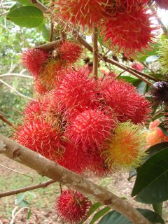 Red ~RAMBUTAN~ Tropical Fruit Tree LIVE SEEDLING Exotic Nephelium