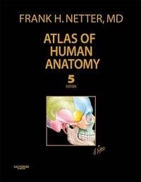Atlas of Human Anatomy New by Frank H Netter 1437709702