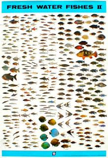Aquarium Fish Posters Your Choice 20 Out of 64 Koi Arowana Discus