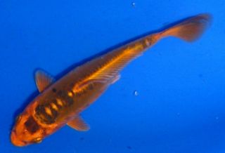 fire eel for freshwater aquarium