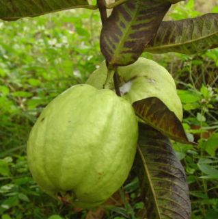  Guava Psidium Guajava Red Fleshed RARE Fruit Tree Live Seedling
