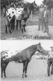 FAMOUS APPALOOSA   CHIEF OF FOURMILE PATCHY   HORSE POSTCARD   (2) TWO