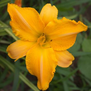 RUFFLED APRICOT APRICOT DAYLILY  DF   LIVE PLANTS   PERENNIAL FLOWERS