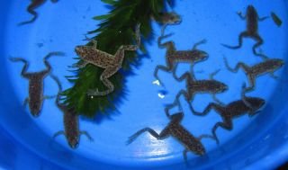 African Dwarf Frog for Freshwater Plant Aquarium Fish