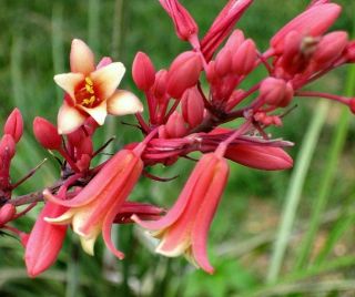 Texas Red Yucca Hesperaloe Hummers Hardy Easy 25 Seeds